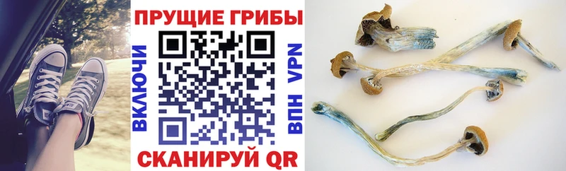 Галлюциногенные грибы Cubensis  Купить закладки  Арамиль 